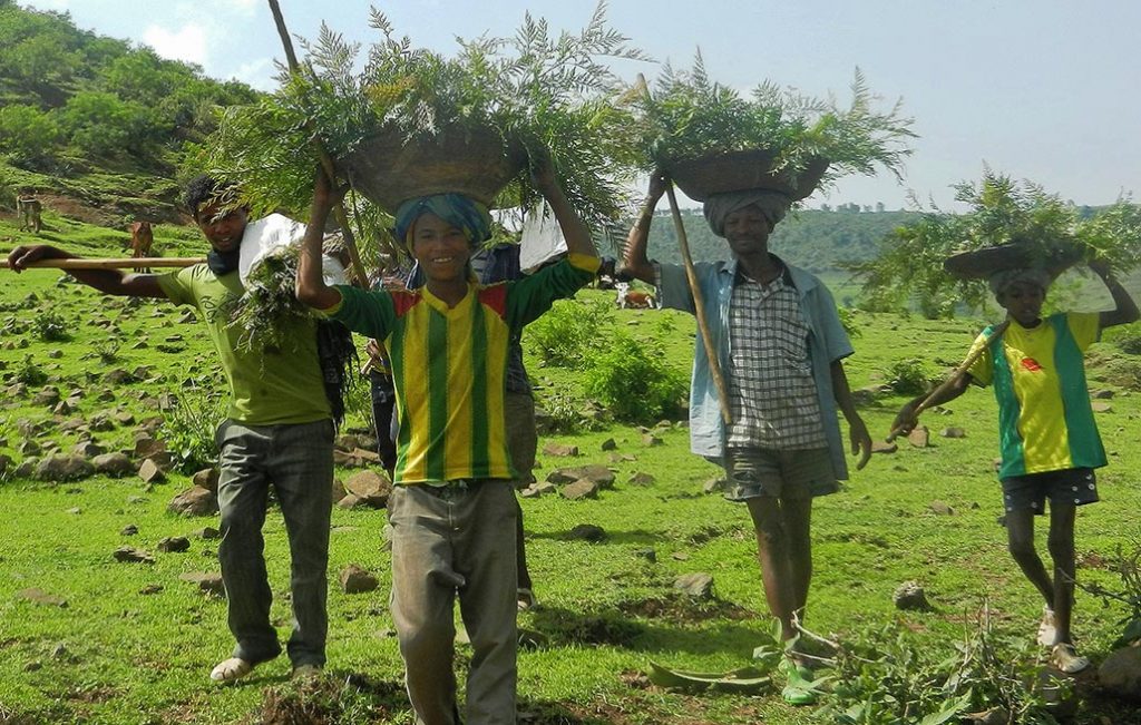 Vier Männer mit Körben mit Setzlingen am Kopf bei einem wastebox Aufforstungsprojekt in Äthiopien